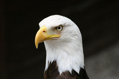 Singvögelchen Weißkopfseeadler. Quelle: Wikipedia, Lizenz: GPL